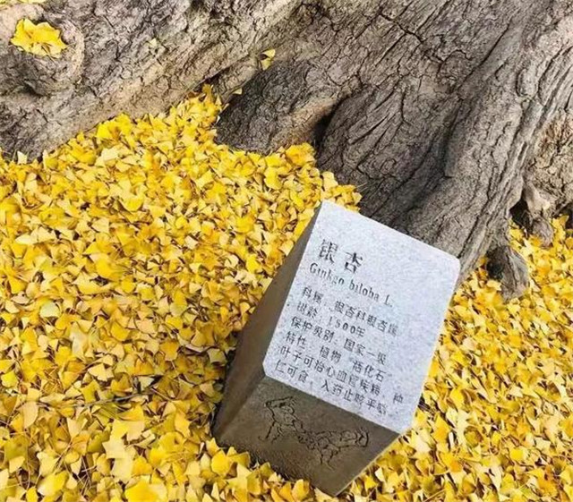 “古剎秋景惹人醉，金色滿園迎賓朋”——嵩山少林寺千年銀杏已到了一年之中最美時節(jié)！