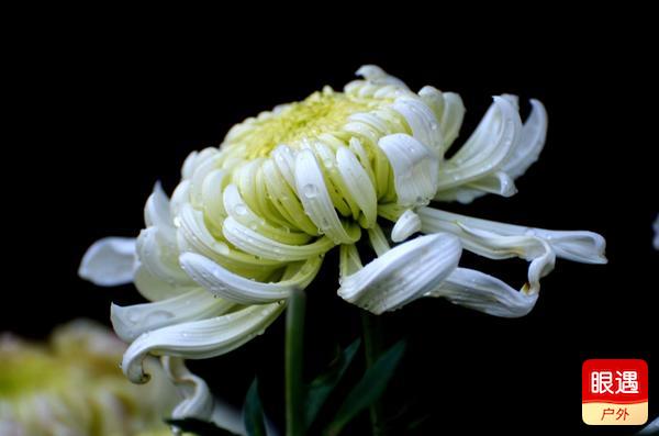 【眼遇最美秋菊】不是花中偏愛菊 此花開盡更無(wú)花