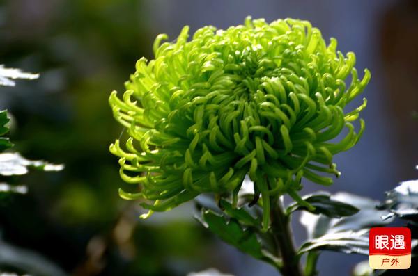 【眼遇最美秋菊】不是花中偏愛菊 此花開盡更無(wú)花