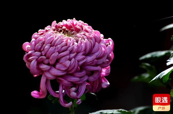 【眼遇最美秋菊】不是花中偏愛菊 此花開盡更無(wú)花