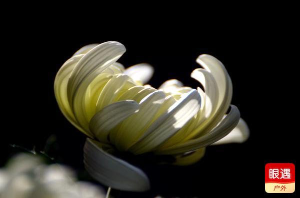 【眼遇最美秋菊】不是花中偏愛菊 此花開盡更無(wú)花