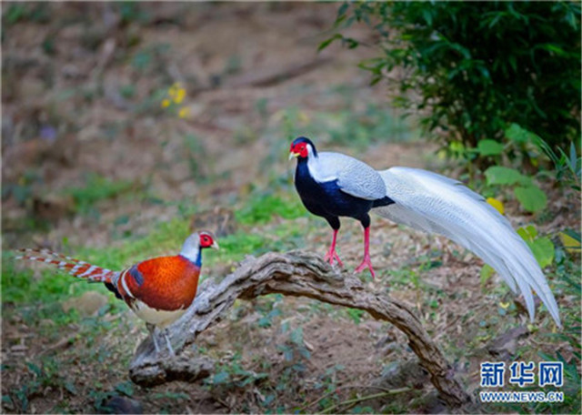 大美山村觀鳥(niǎo)熱