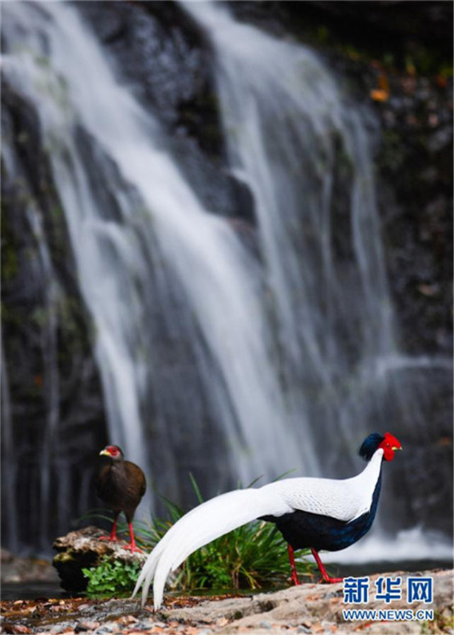 大美山村觀鳥(niǎo)熱