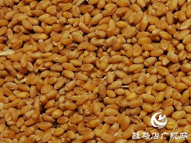 專家見證：麥?zhǔn)鞂毚箫@神威，畝均增產(chǎn)220斤！