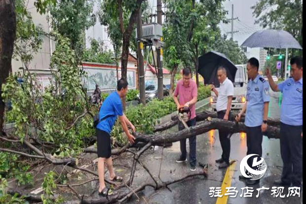 風雨刮倒樹木成隱患 園林工人忙清理還道路暢通