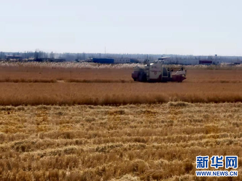 【母親河畔的中國】昔日鹽堿地 今朝稻花香