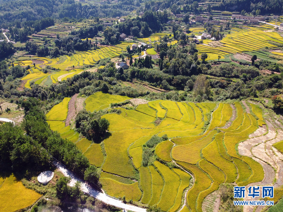 走進(jìn)鄉(xiāng)村看小康丨湖北巴東牛洞坪村：層層梯田遍地金 稻谷豐收美如畫(huà)