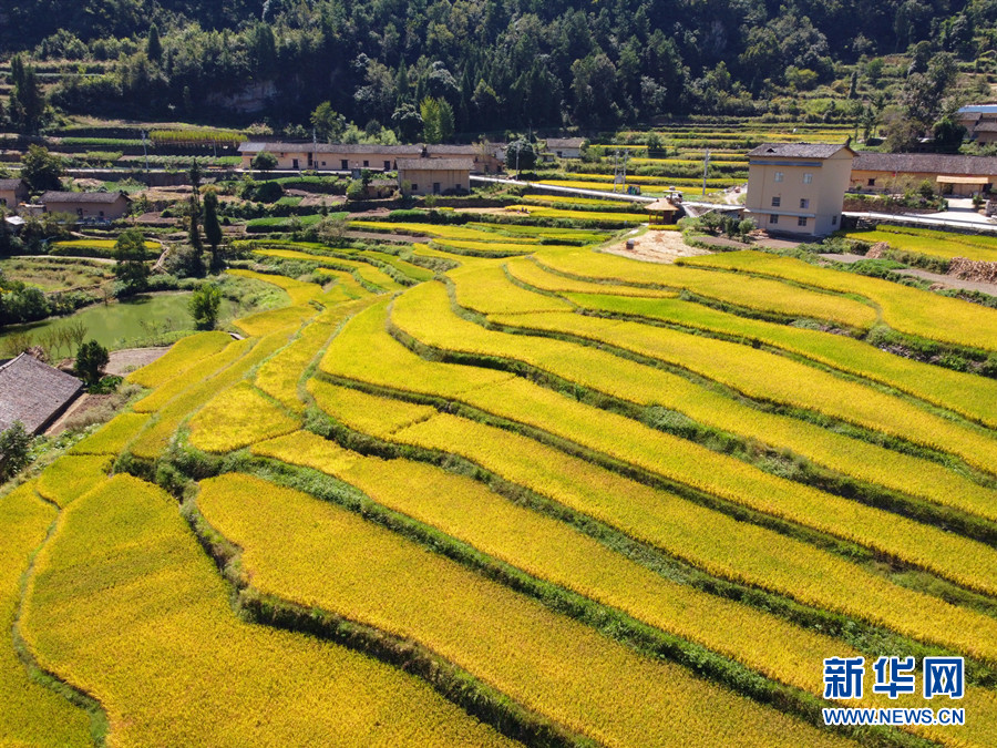 走進(jìn)鄉(xiāng)村看小康丨湖北巴東牛洞坪村：層層梯田遍地金 稻谷豐收美如畫(huà)