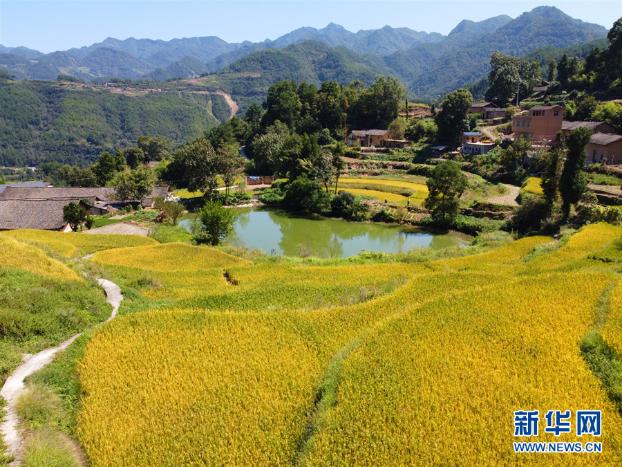 走進(jìn)鄉(xiāng)村看小康丨湖北巴東牛洞坪村：層層梯田遍地金 稻谷豐收美如畫(huà)