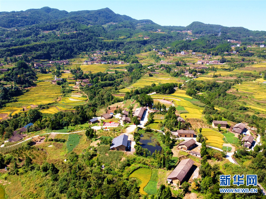 走進(jìn)鄉(xiāng)村看小康丨湖北巴東牛洞坪村：層層梯田遍地金 稻谷豐收美如畫(huà)