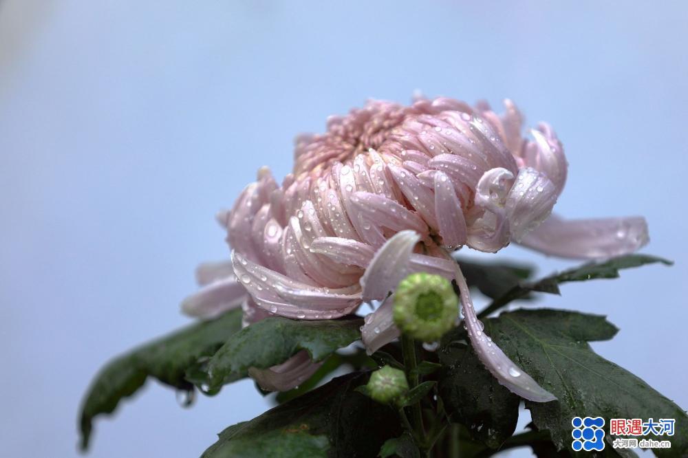 金菊吐芳爭艷，深得眾人喜愛