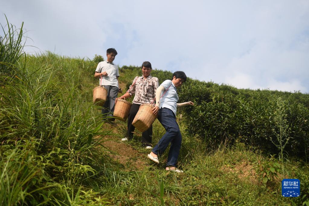 二十大代表風(fēng)采丨祝雪蘭：茶香氤氳蘊(yùn)初心