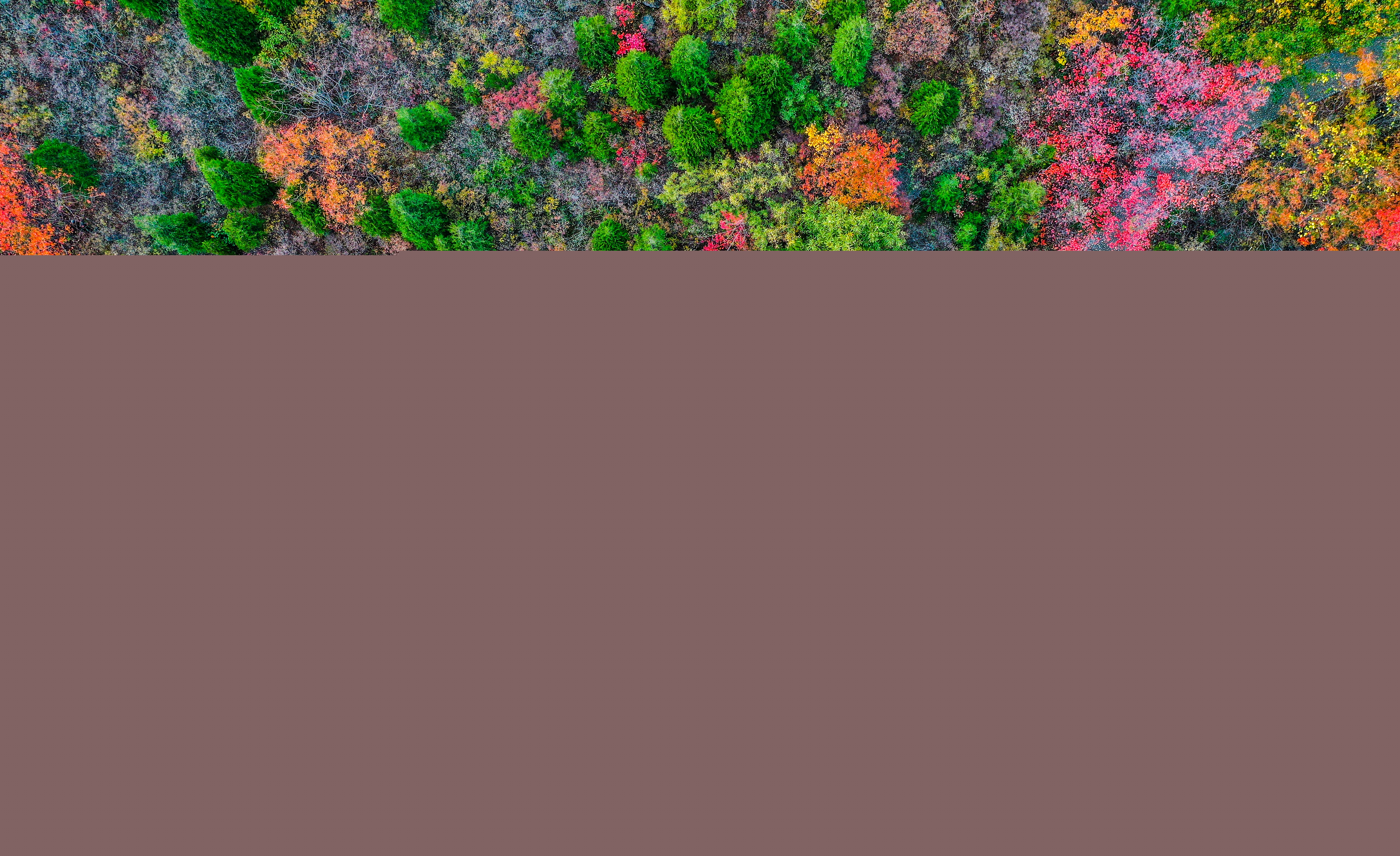云臺(tái)山萬畝紅葉美不勝收