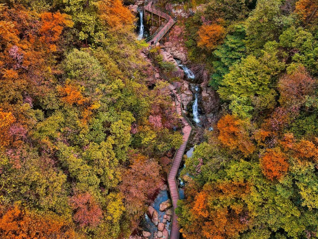 西九華山秋景醉人——紅葉碧竹映射“醉美”深秋！