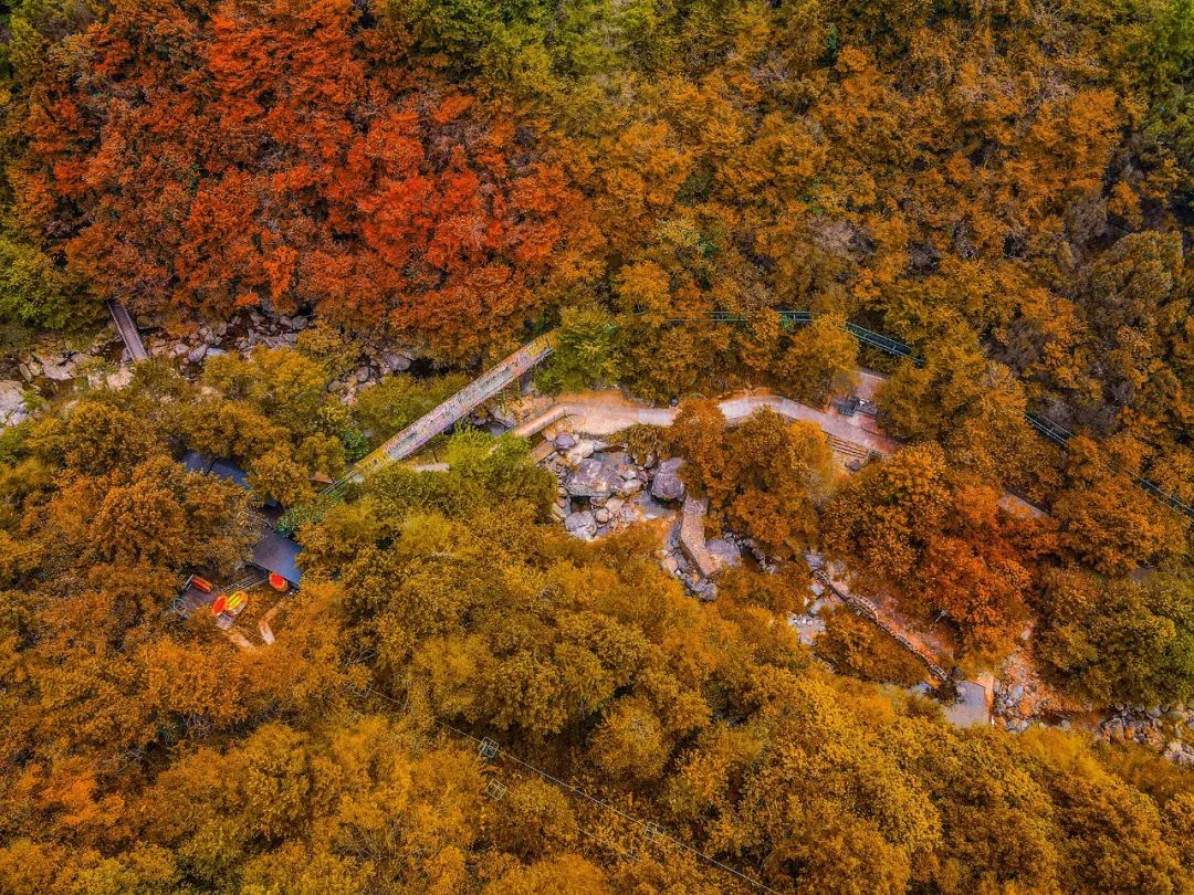 西九華山秋景醉人——紅葉碧竹映射“醉美”深秋！