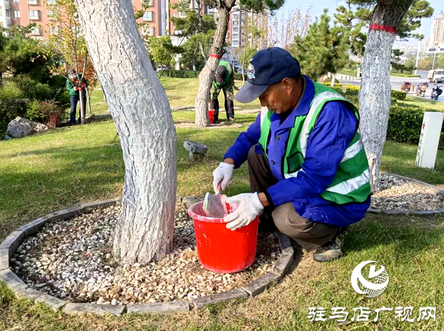 綠化養(yǎng)護靚風(fēng)景 樹木涂白換新裝