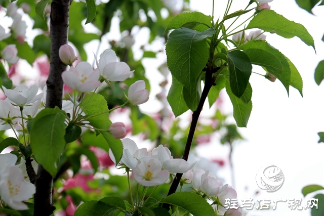 西平縣百萬株海棠花開迎客來