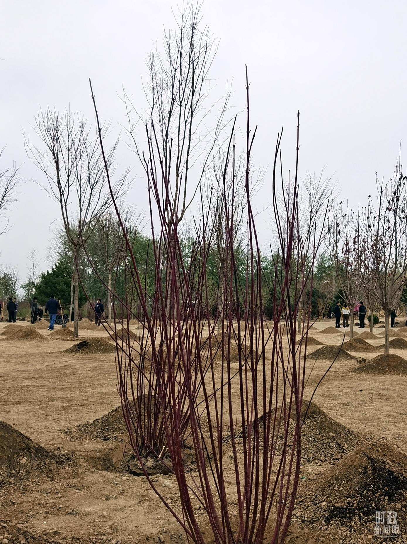 時政新聞眼丨在今年首都義務植樹現(xiàn)場，習近平這三句話飽含深意