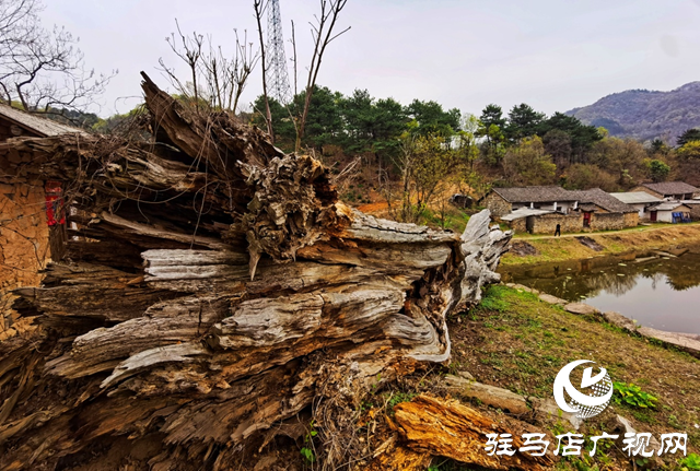 “走進(jìn)蓮塘古村落 與歷史悠然邂逅” ——駐馬店市青年攝影家協(xié)會(huì)開(kāi)展攝影采風(fēng)活動(dòng)