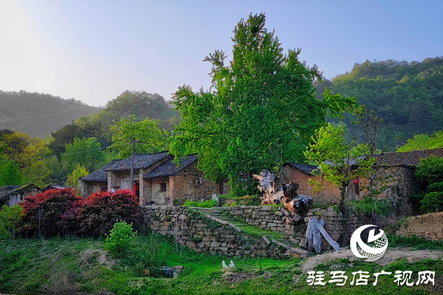 “走進(jìn)蓮塘古村落 與歷史悠然邂逅” ——駐馬店市青年攝影家協(xié)會(huì)開(kāi)展攝影采風(fēng)活動(dòng)