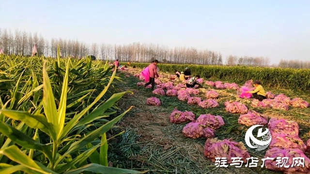 平輿縣東皇街道：千畝生姜喜獲豐收 村民致富“姜”來(lái)可期