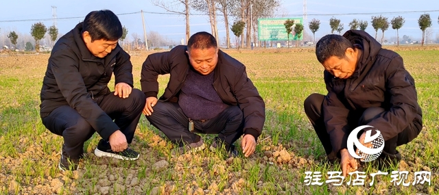 平輿縣麥播結(jié)束 農(nóng)技專家到田間地頭跟蹤指導服務