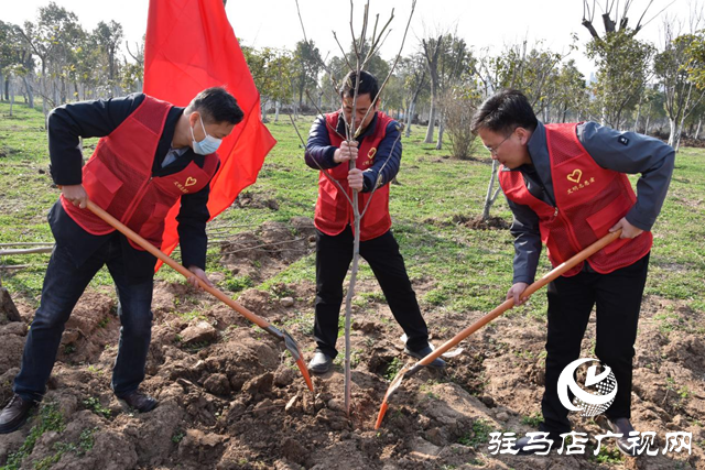 駐馬店高新區(qū)投資公司開展植樹造林志愿服務活動