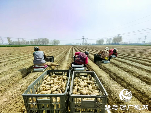 驛城區(qū)水屯鎮(zhèn)：春耕好時(shí)光 農(nóng)戶種姜忙