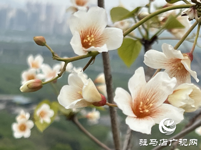 驛城區(qū)板橋鎮(zhèn)：油桐花開(kāi) 邂逅滿(mǎn)樹(shù)浪漫