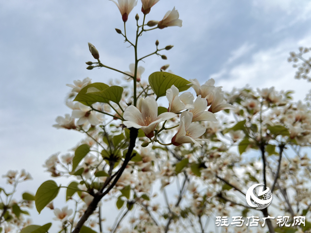 驛城區(qū)板橋鎮(zhèn)：油桐花開(kāi) 邂逅滿(mǎn)樹(shù)浪漫