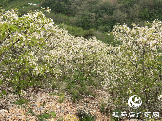 驛城區(qū)板橋鎮(zhèn)：油桐花開(kāi) 邂逅滿(mǎn)樹(shù)浪漫