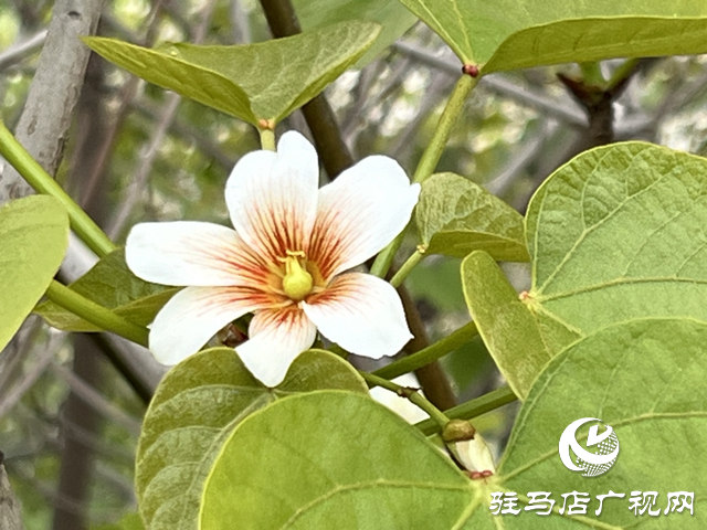 驛城區(qū)板橋鎮(zhèn)：油桐花開(kāi) 邂逅滿(mǎn)樹(shù)浪漫