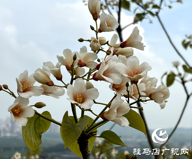 驛城區(qū)板橋鎮(zhèn)：油桐花開(kāi) 邂逅滿(mǎn)樹(shù)浪漫