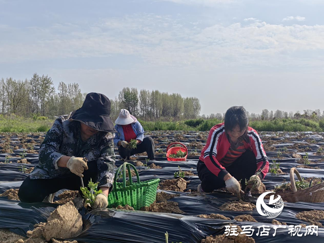 驛城區(qū)朱古洞鄉(xiāng)錢莊村：菊花種植效益好 搶抓農(nóng)時(shí)栽種忙