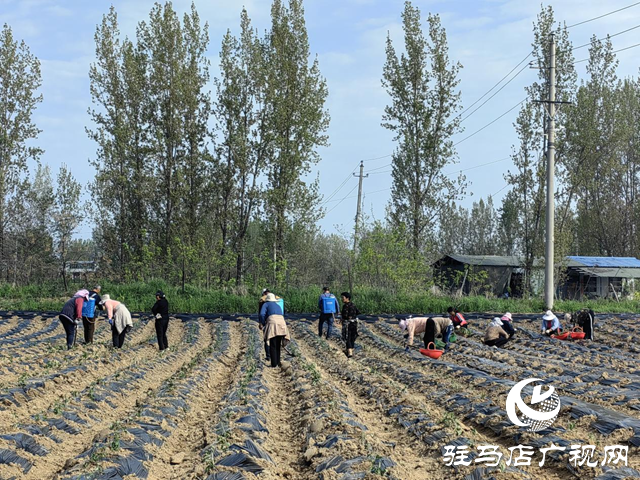 驛城區(qū)朱古洞鄉(xiāng)錢莊村：菊花種植效益好 搶抓農(nóng)時(shí)栽種忙