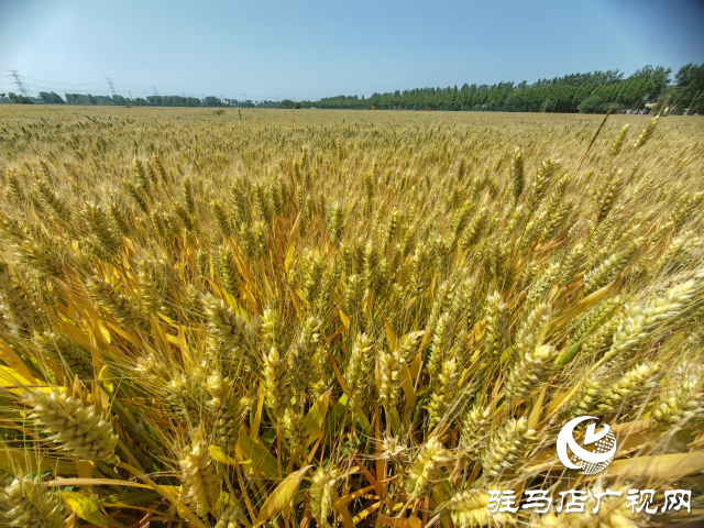 平輿縣農(nóng)業(yè)專家示范田實地測產(chǎn)驗收 優(yōu)質小麥測產(chǎn)平均畝產(chǎn)720.7公斤