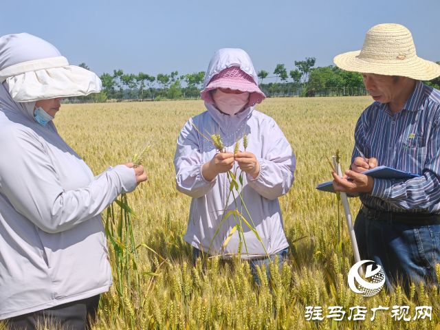 平輿縣農(nóng)業(yè)專家示范田實地測產(chǎn)驗收 優(yōu)質小麥測產(chǎn)平均畝產(chǎn)720.7公斤