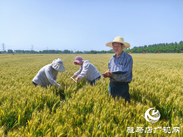 平輿縣農(nóng)業(yè)專家示范田實地測產(chǎn)驗收 優(yōu)質小麥測產(chǎn)平均畝產(chǎn)720.7公斤