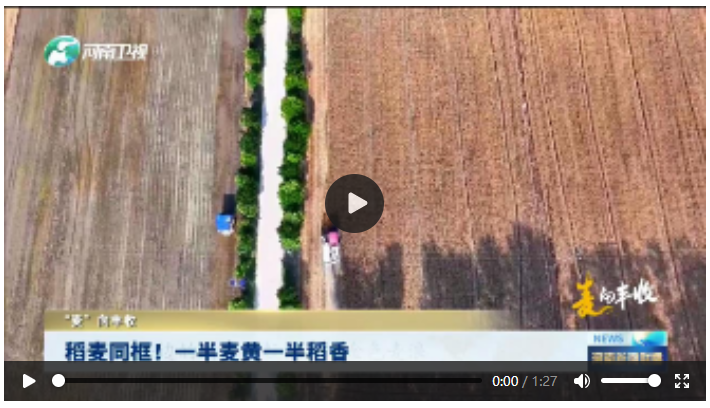 稻麥同框！一半麥黃一半稻香|“麥”向豐收
