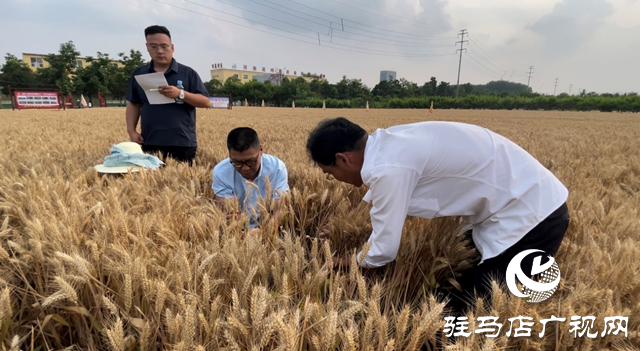 駐馬店：小麥測(cè)產(chǎn) 見(jiàn)證豐收