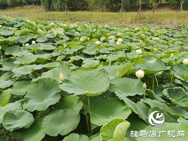 仲夏時節(jié) 荷花盛放