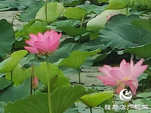 新蔡縣頓崗鄉(xiāng)：荷花映日風(fēng)情美 碧葉輕搖雅韻