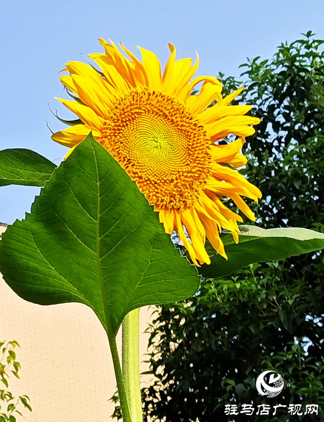 詩(shī)歌《信念在陽(yáng)光里開花》