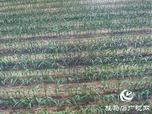 駐馬店：旱情徹底解除 未來幾天多陣雨天氣