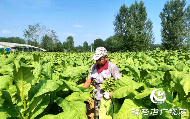 泌陽縣王店鎮(zhèn)：“金葉”飄香季 煙農(nóng)“趕烤”忙