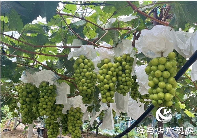 平輿縣郭樓街道三陳村：葡萄種植帶動(dòng)群眾“甜蜜”增收