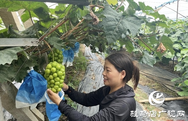 平輿縣郭樓街道三陳村：葡萄種植帶動(dòng)群眾“甜蜜”增收