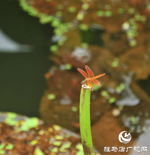 荷花盛開(kāi) 美在當(dāng)“夏”