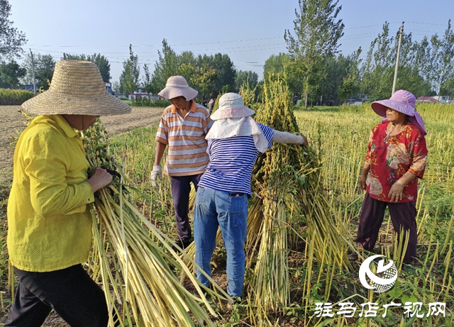 平輿縣：白芝麻喜獲豐收