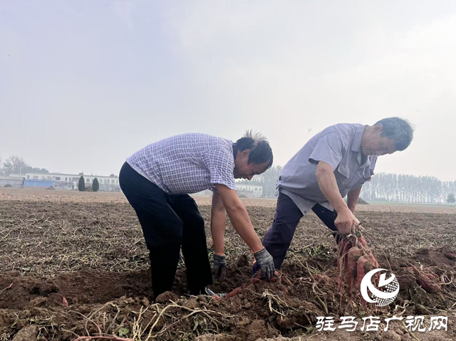 平輿縣廟灣鎮(zhèn)：蜜薯喜獲豐收 產業(yè)助力鄉(xiāng)村振興